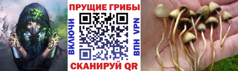 Псилоцибиновые грибы Magic Shrooms Демидов